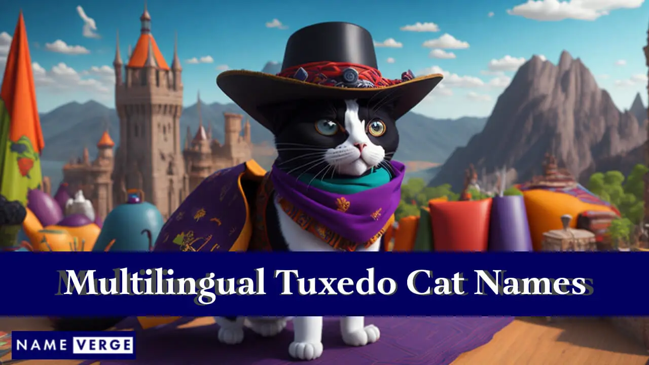 Tuxedo-Katzennamen in anderen Sprachen