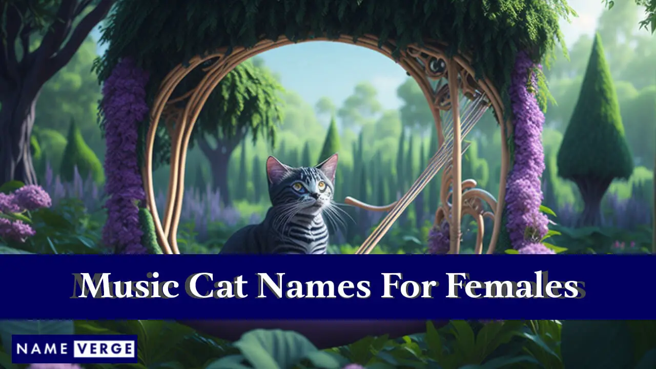 Musikkatzennamen für Frauen