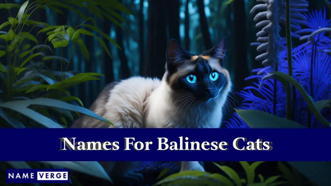 Namen für balinesische Katzen