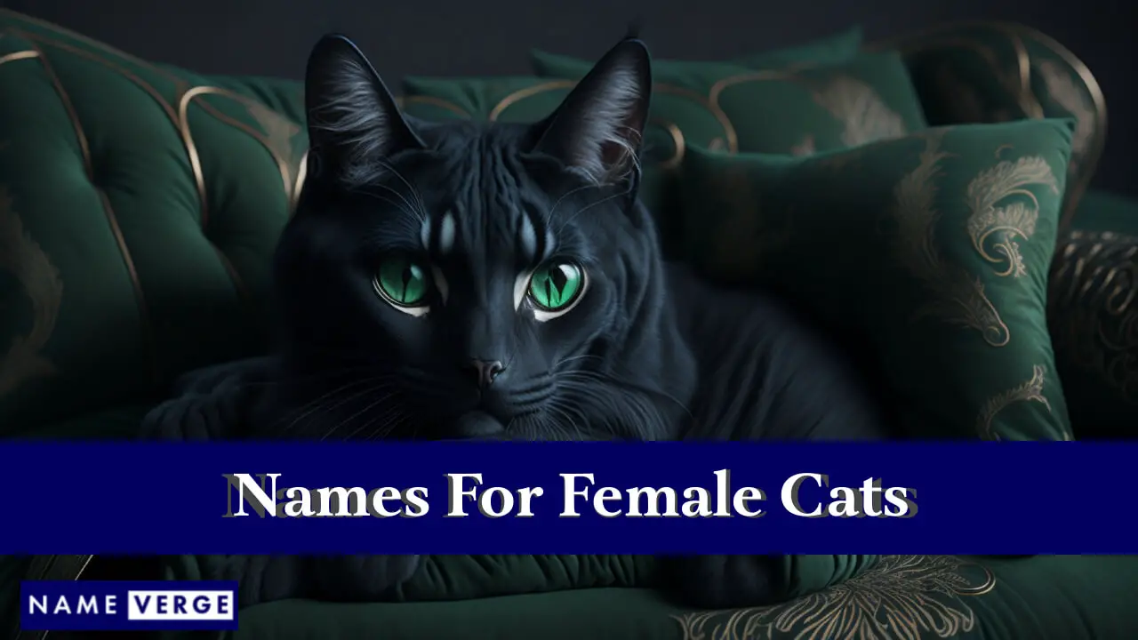 Namen für weibliche Katzen