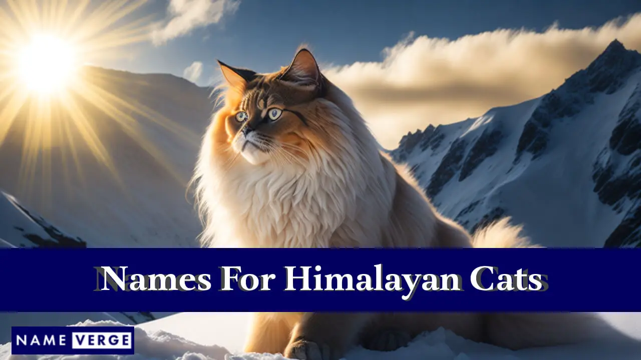 Namen für Himalaya-Katzen