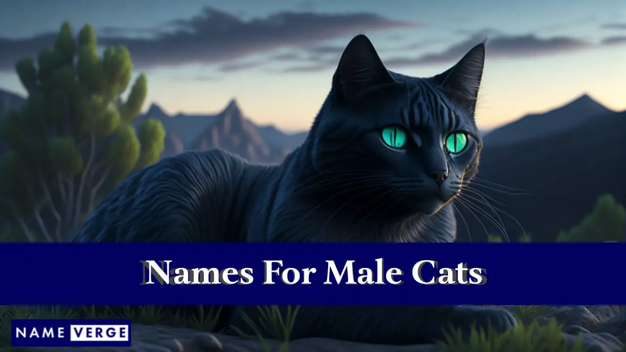 Namen für männliche Katzen