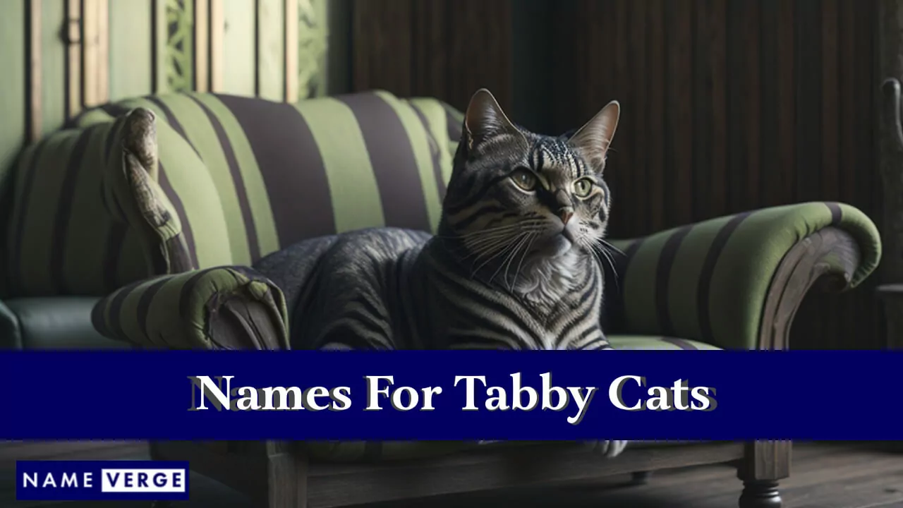 Namen für Tabbykatzen