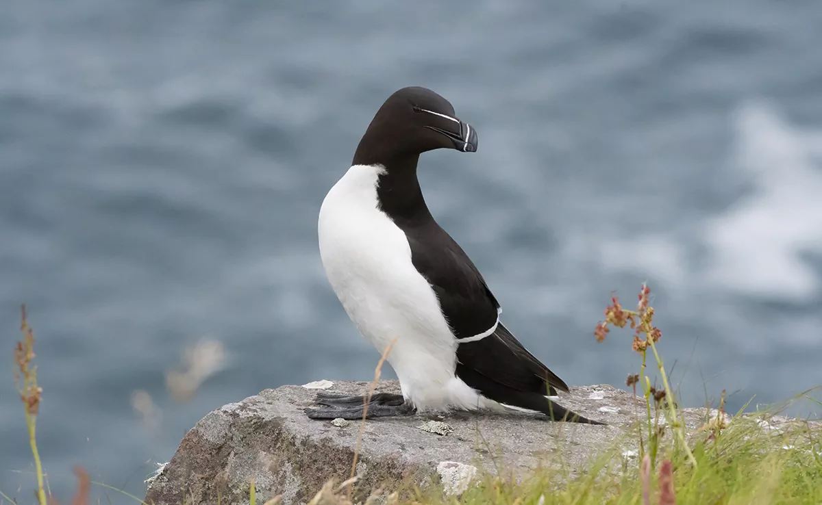 Pinguin, berühmter Seevogel: Wo und wie lebt er?