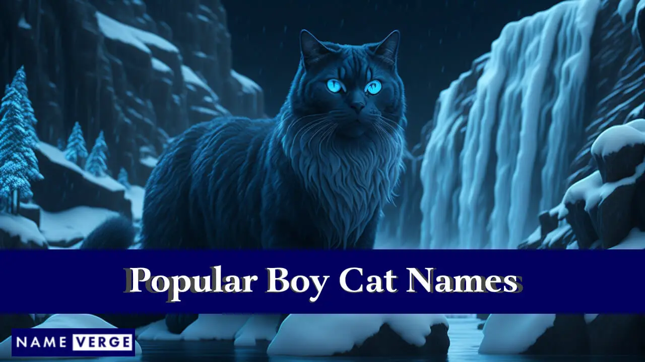 Beliebte Namen für Jungenkatzen