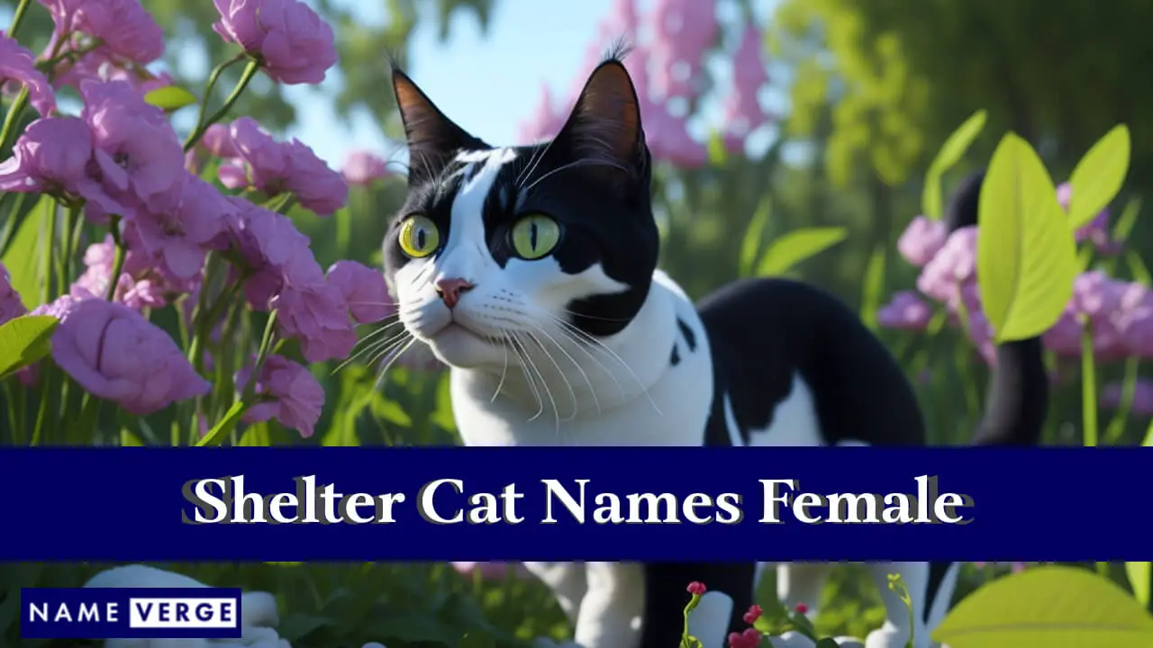 Tierheimkatzennamen weiblich