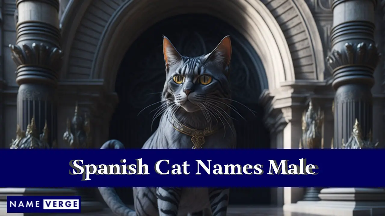 Spanische Katzennamen für Männer