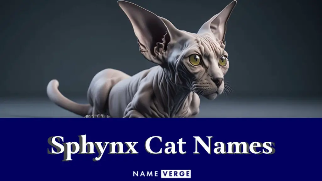 sphynx cat names
