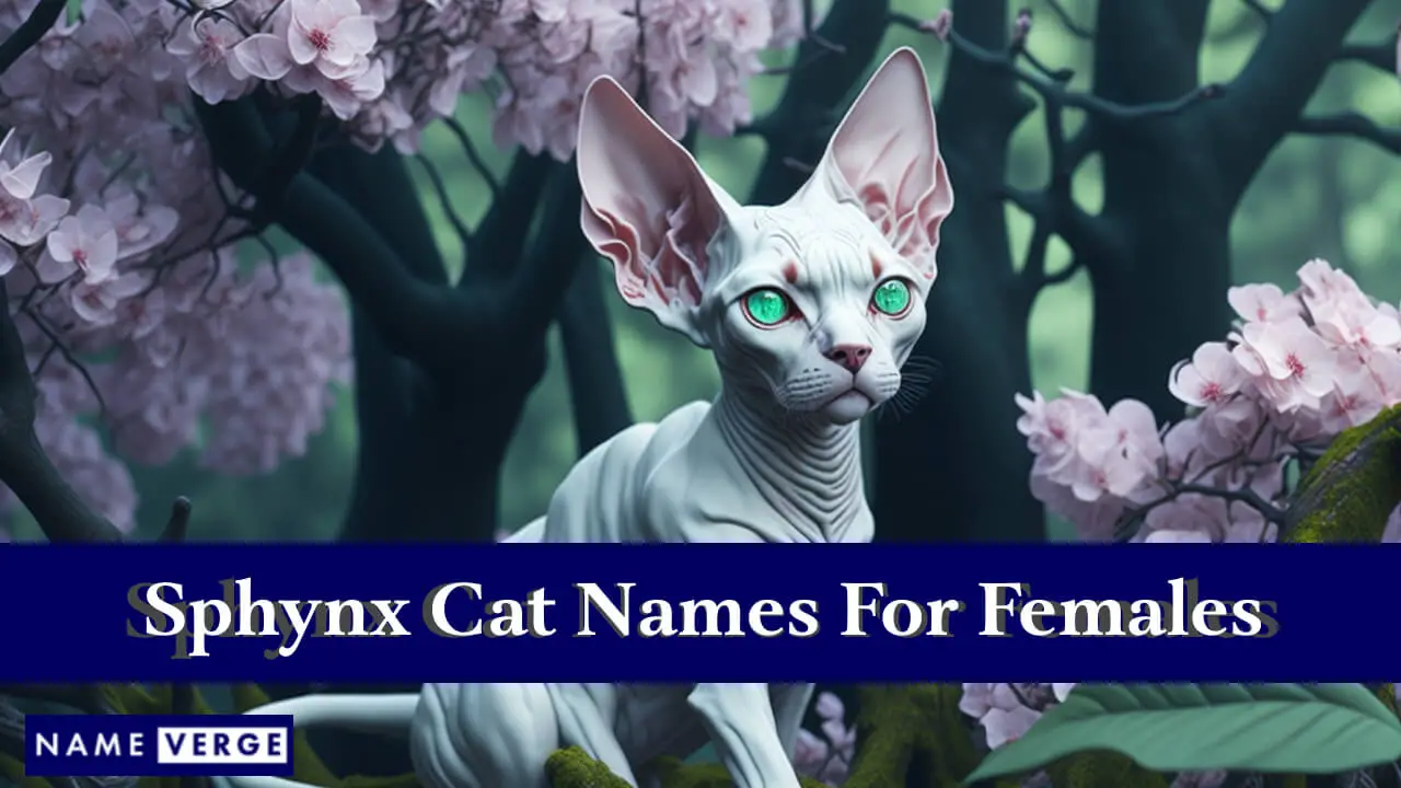 Sphynx-Katzennamen für Frauen