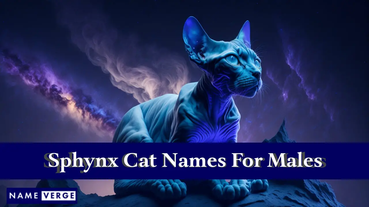 Sphynx-Katzennamen für Männer
