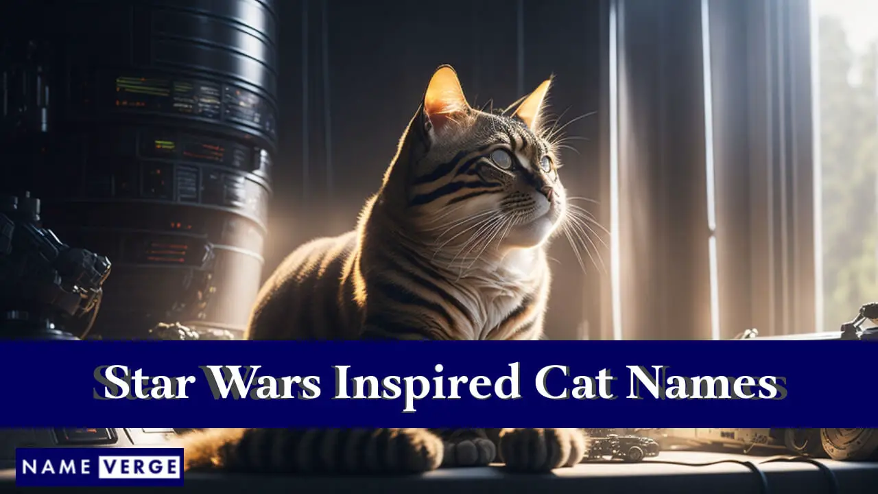 Von Star Wars inspirierte Katzennamen