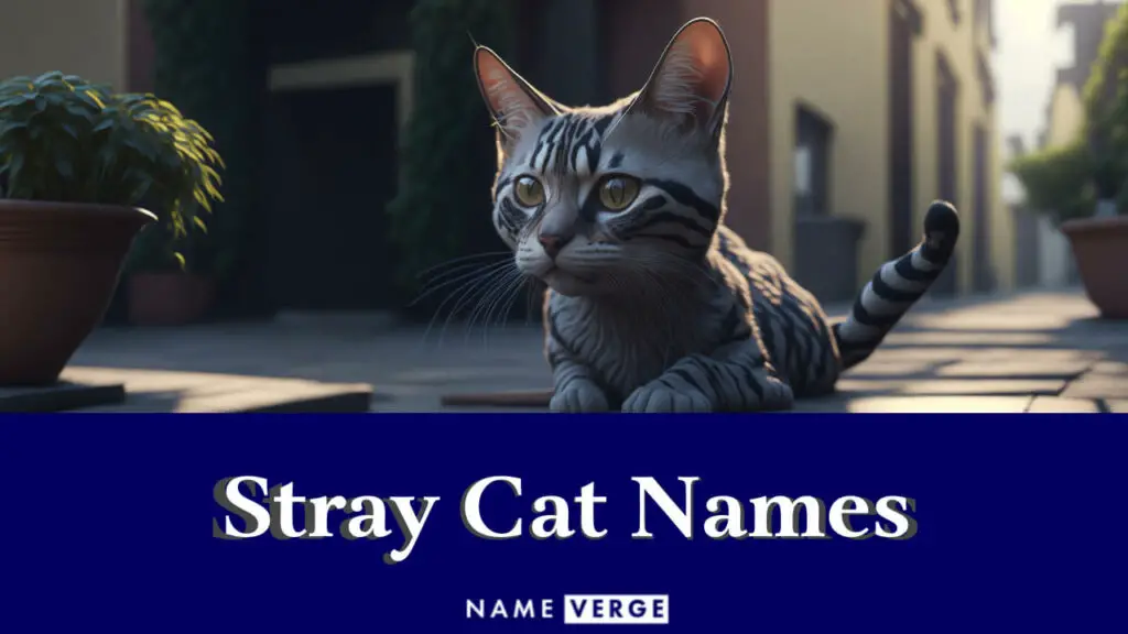 stray cat names