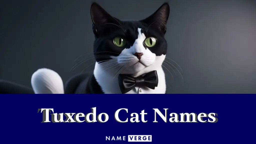 tuxedo cat names