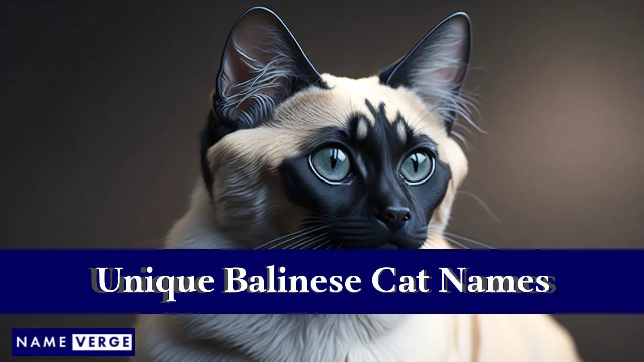Einzigartige balinesische Katzennamen