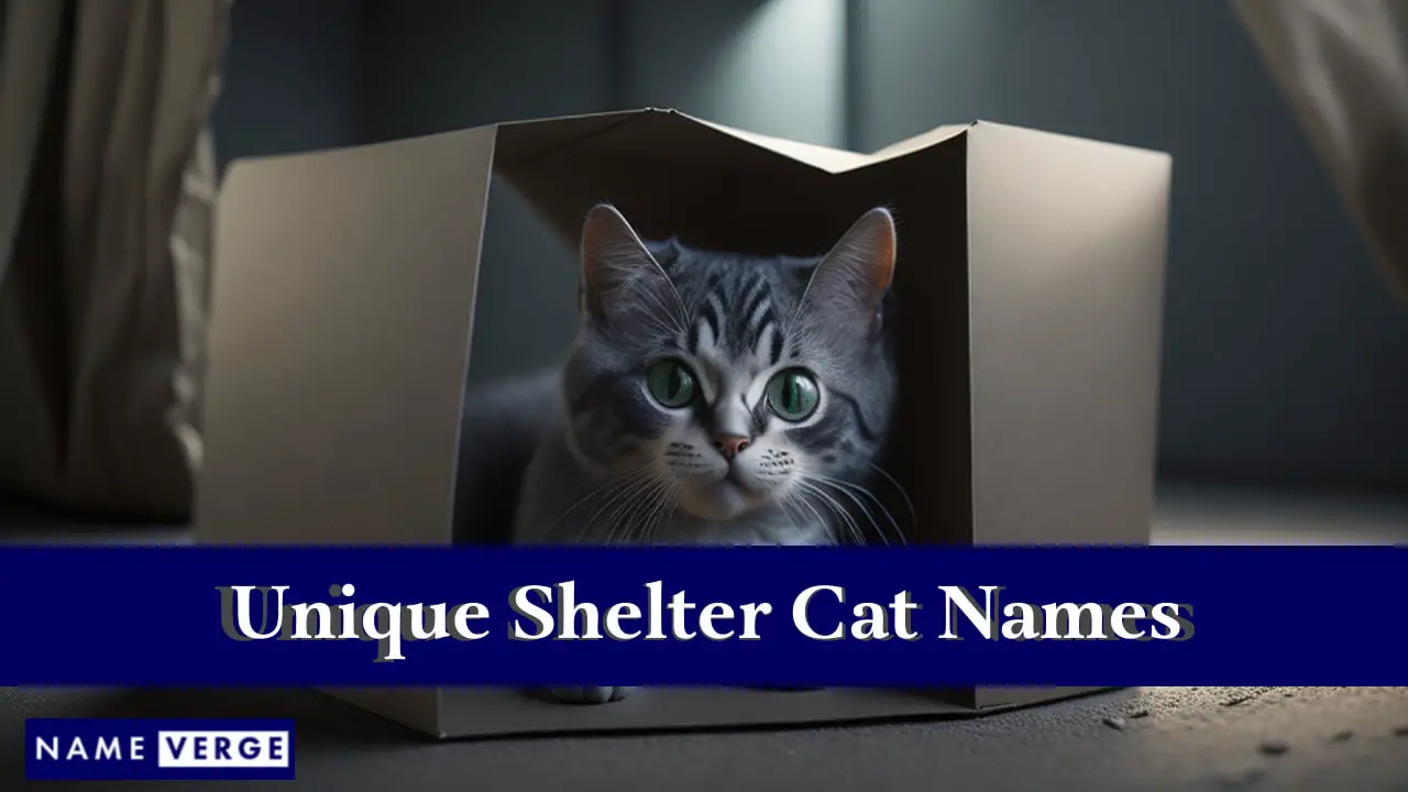 Einzigartige Namen für Tierheimkatzen