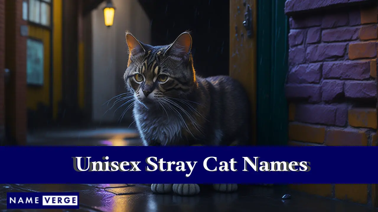 Unisex-Namen für streunende Katzen