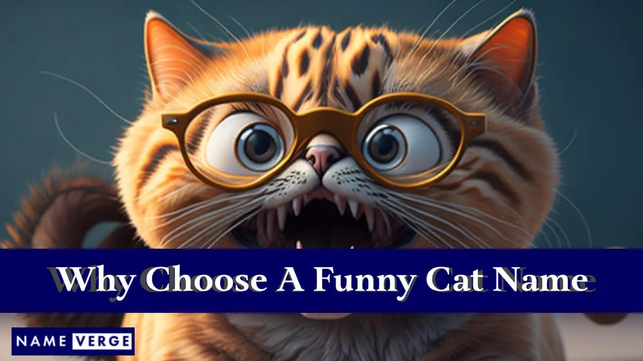 Warum einen lustigen Katzennamen wählen?