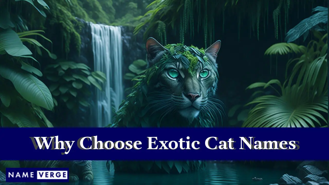 Warum exotische Katzennamen wählen?