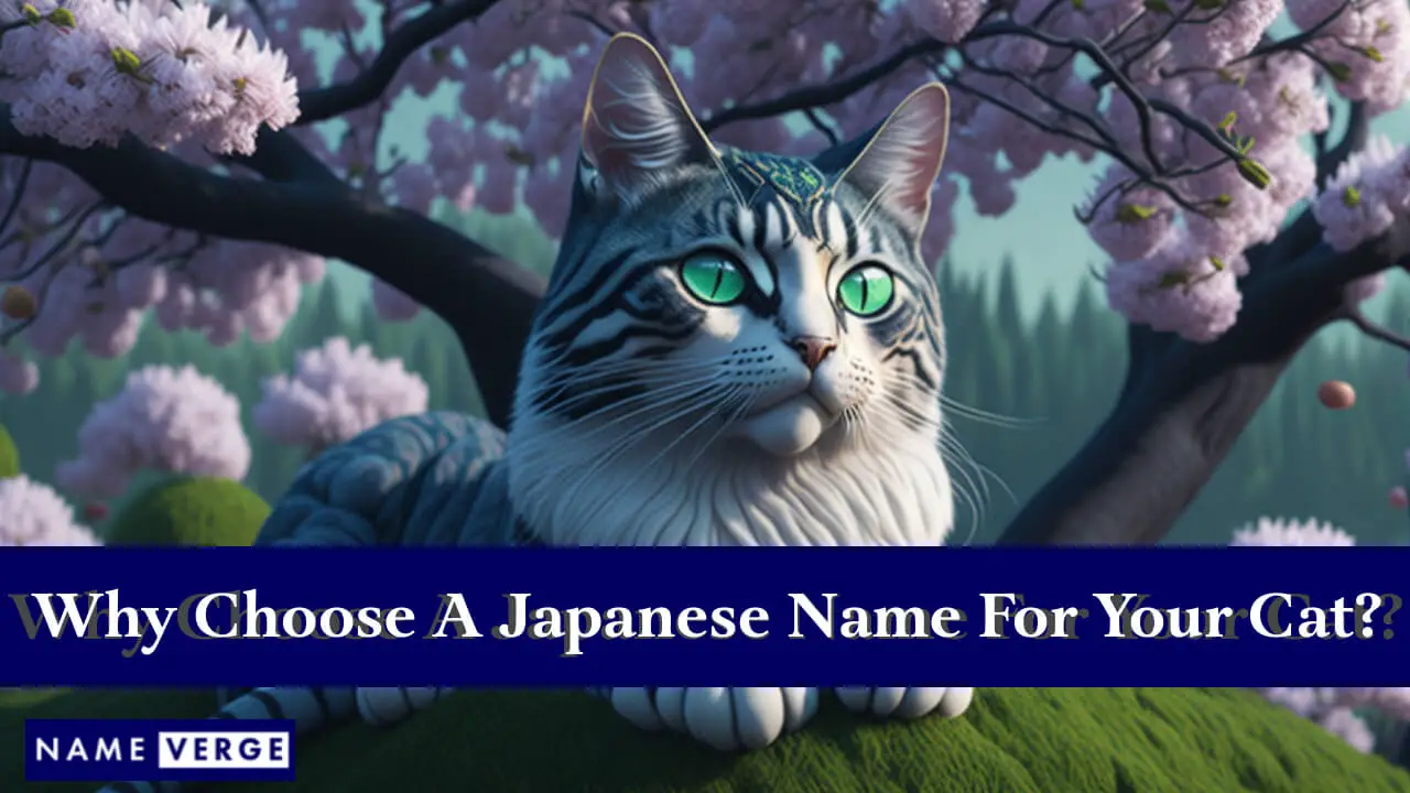 Warum sollten Sie einen japanischen Namen für Ihre Katze wählen?