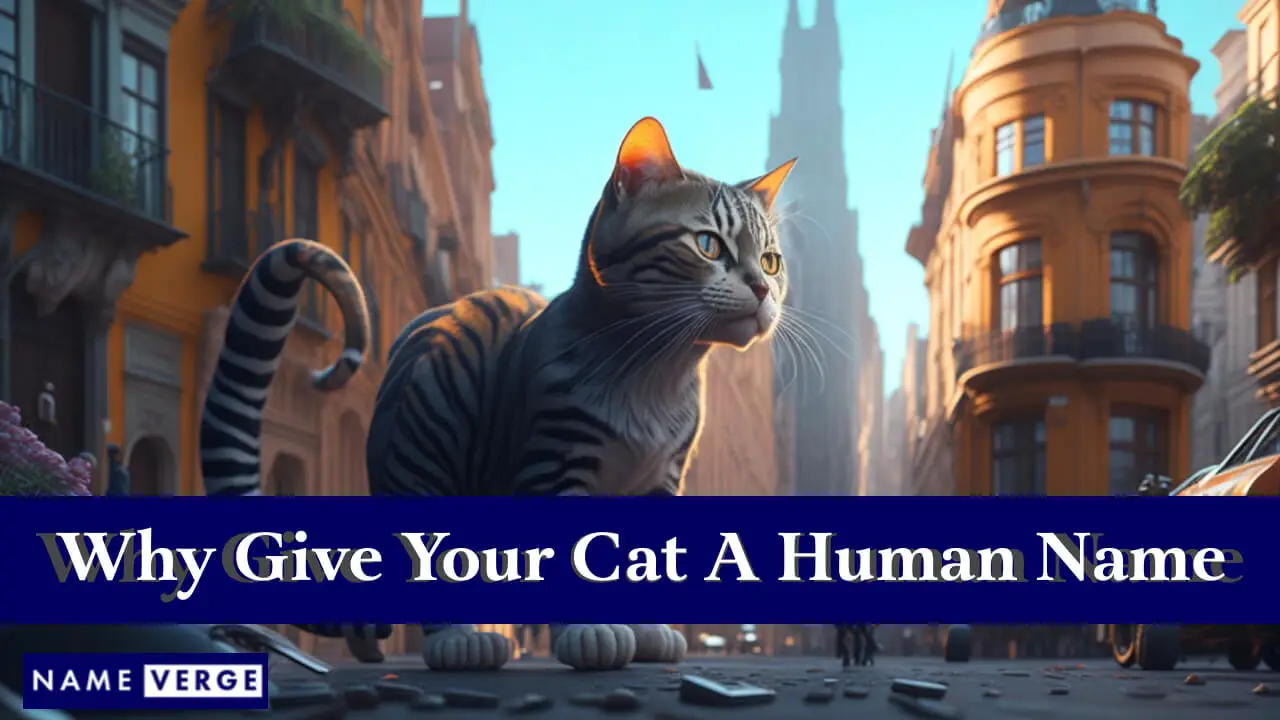 Warum geben Sie Ihrer Katze einen menschlichen Namen?