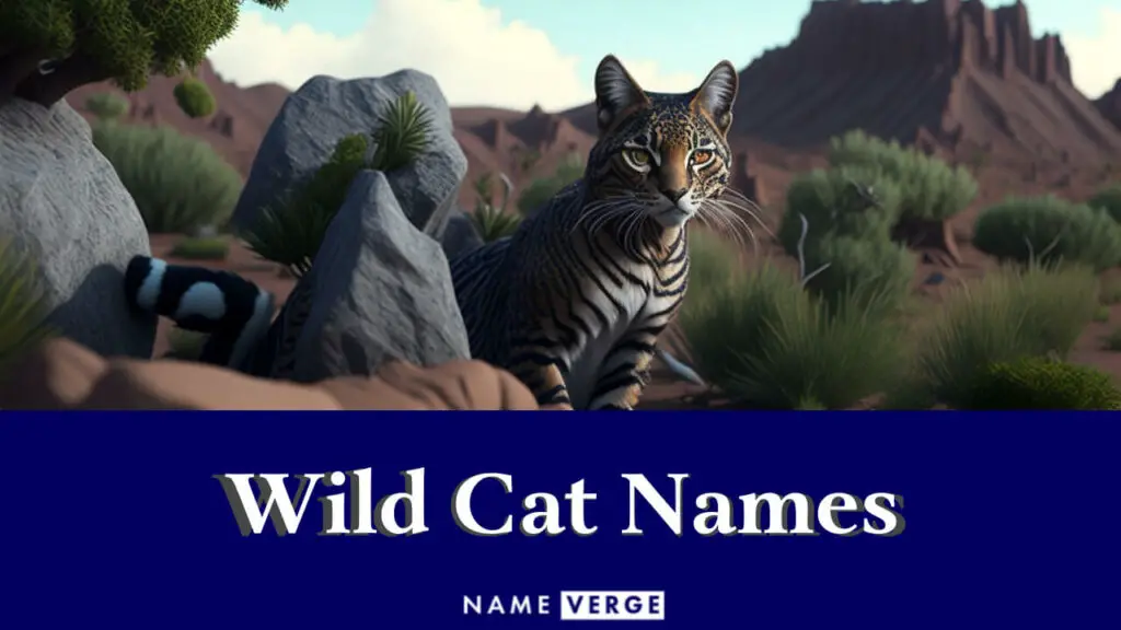 wild cat names