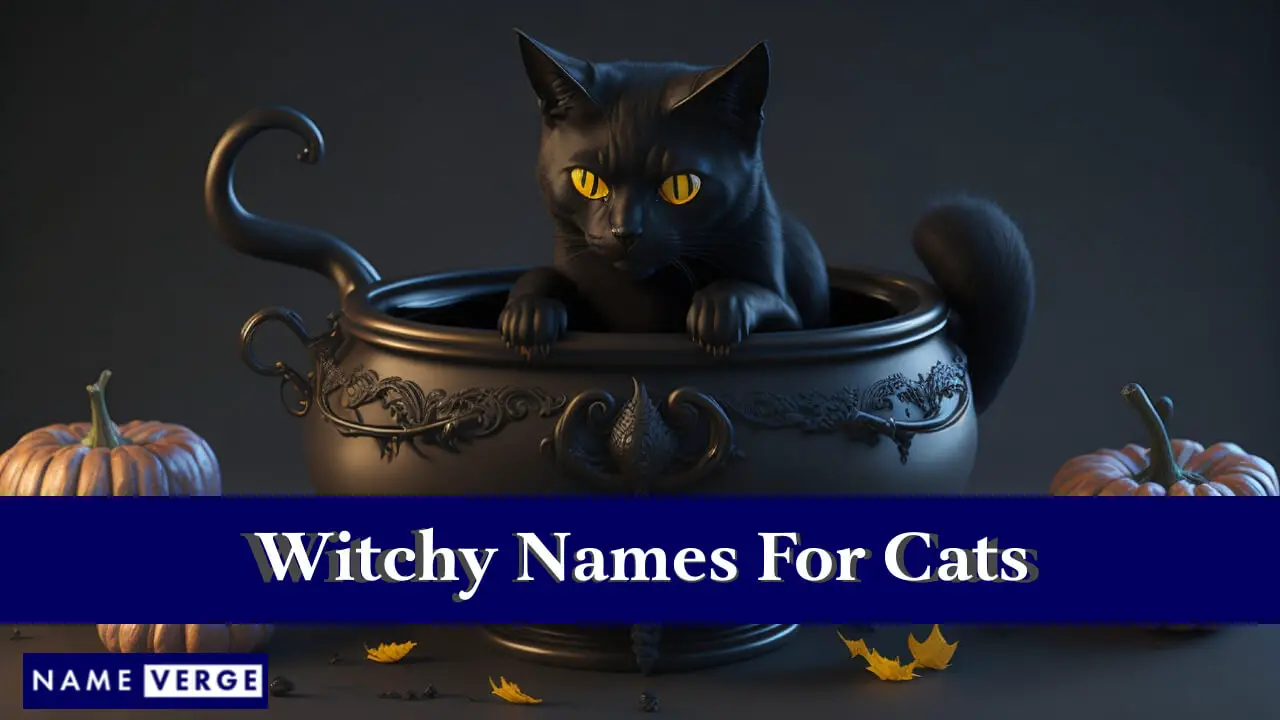Hexennamen für Katzen
