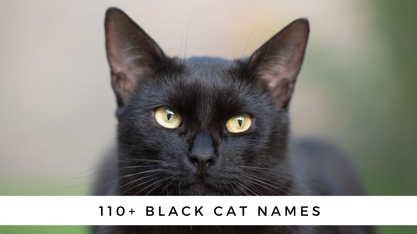 Name Fur Schwarze Katze