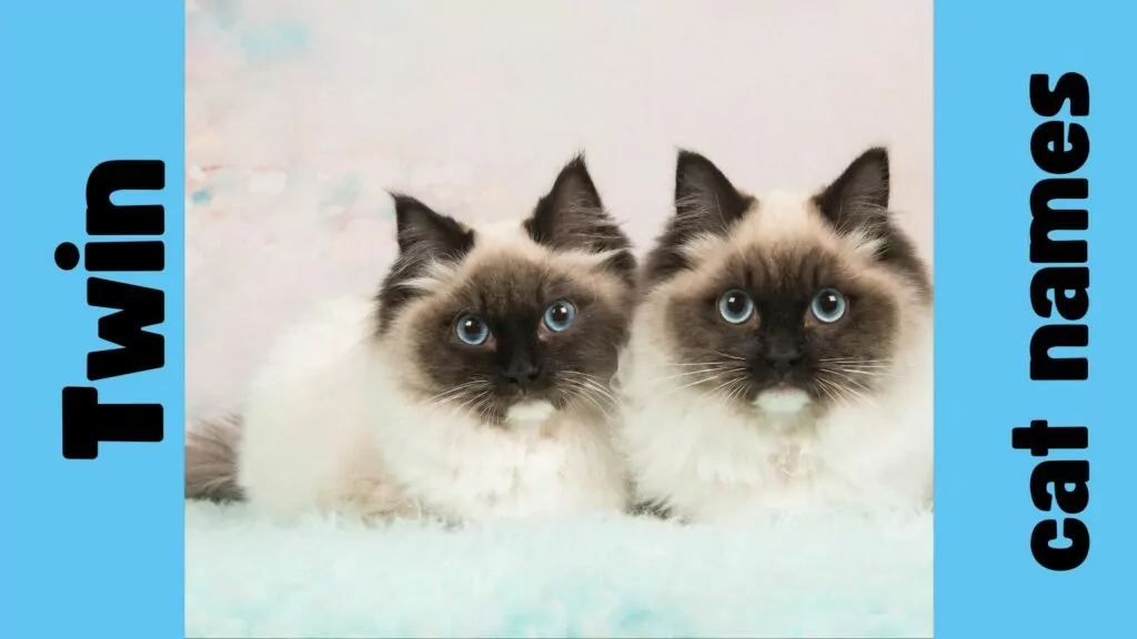 1708091138 featured twin cat names