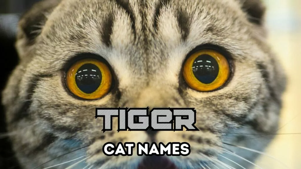 1708105578 featured tiger cat names