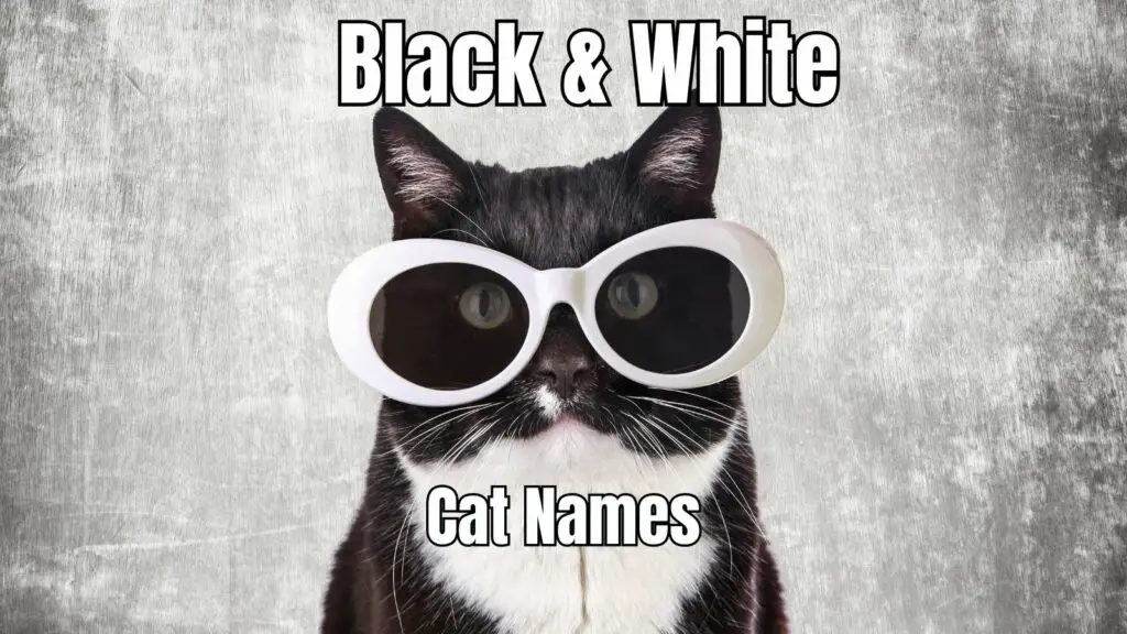 1708120037 featured black and white cat names