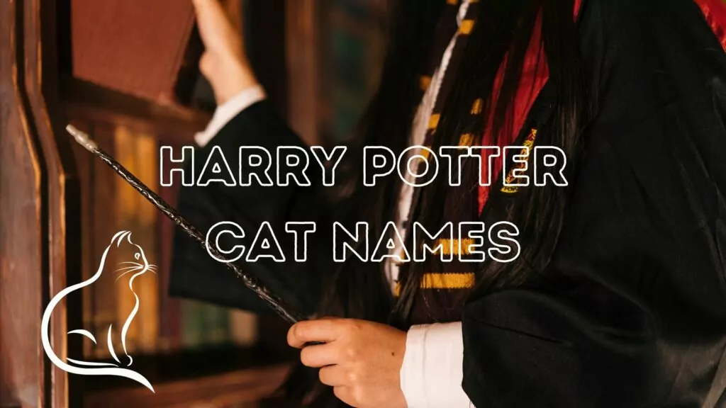 1708179761 featured Harry Potter cat names
