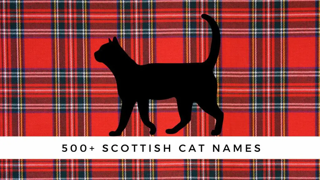 500 scottish cat names