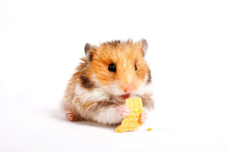 El sistema digestivo del hamster