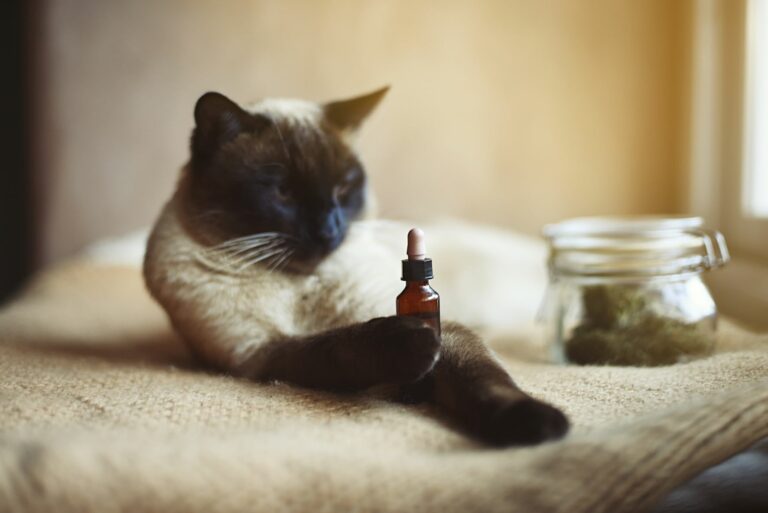Homeopatia para gatos