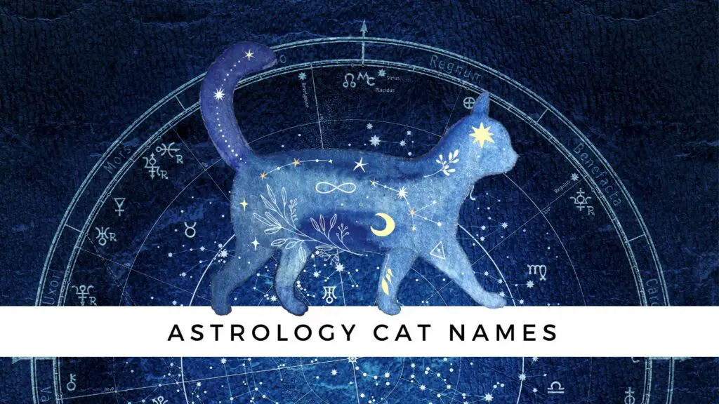 astrology names for cats kittens