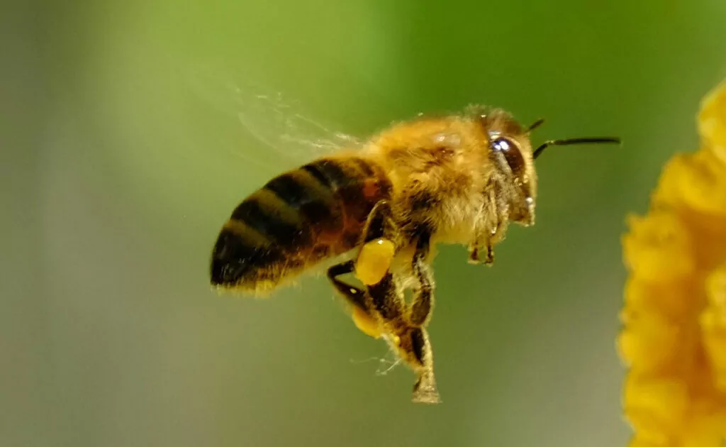 bourdonnement abeille 151203 1200 738