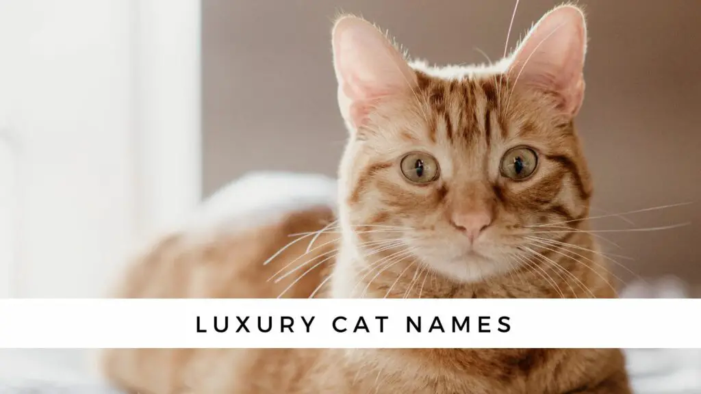 cat names luxury