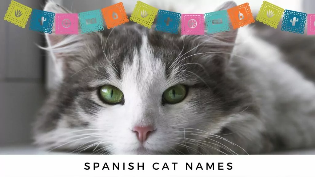 cat names spanish