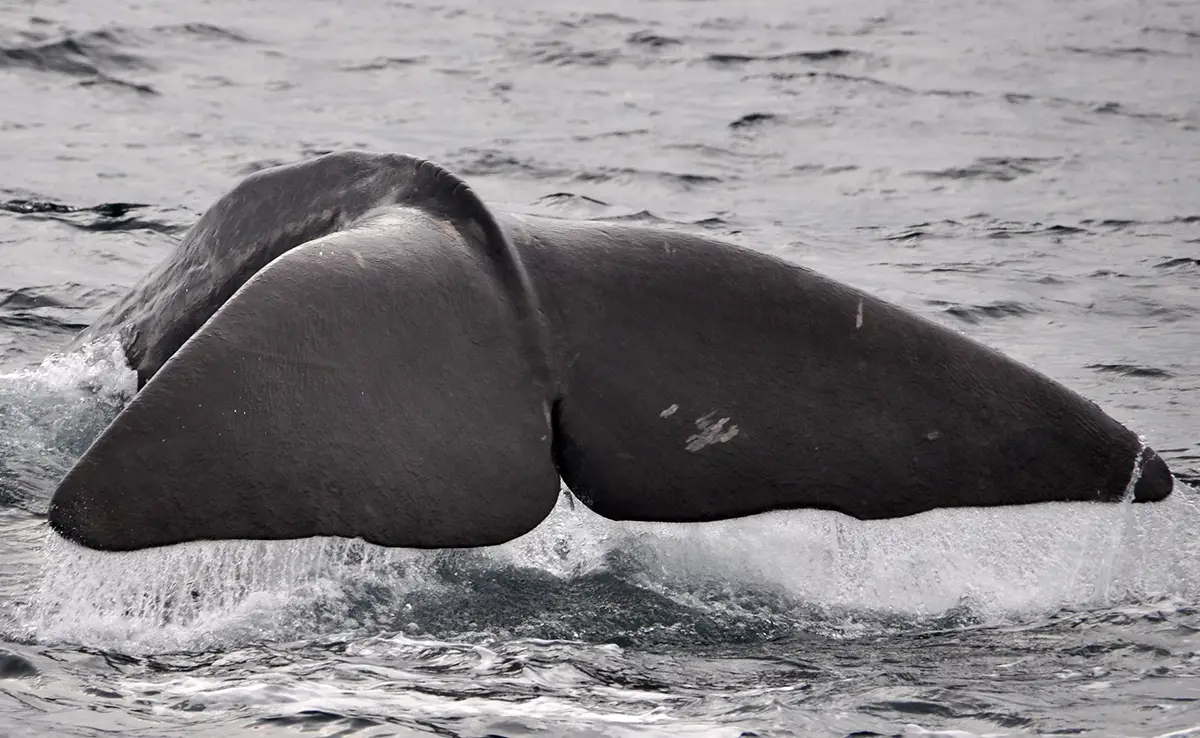 Was sind die Unterschiede zwischen dem Wal, dem Riesenwal und dem Pottwal?