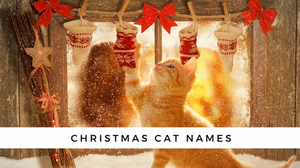 christmas cat names
