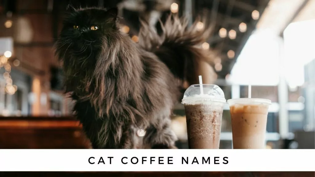 coffee names for cats 1