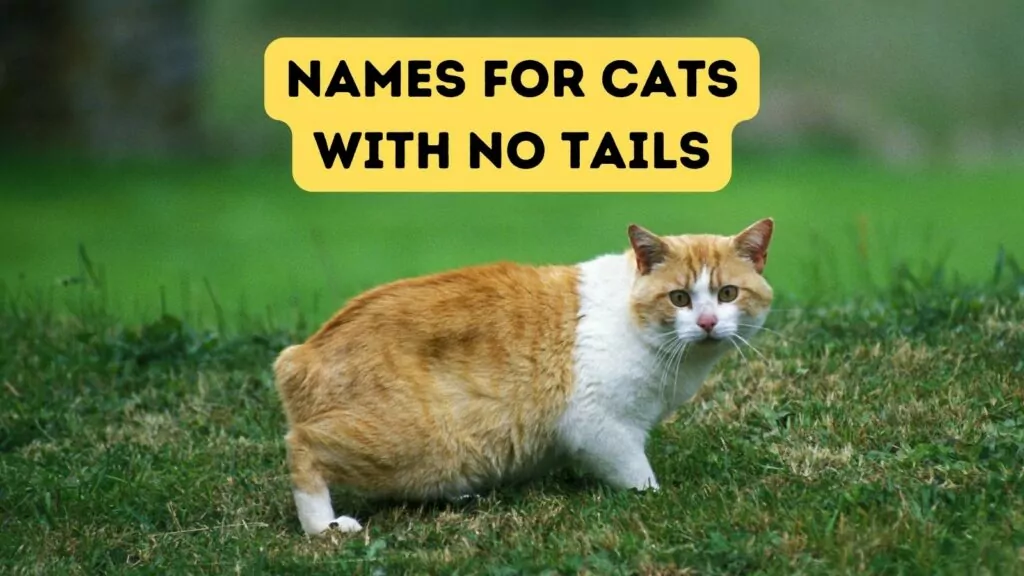 feature cats with no tails