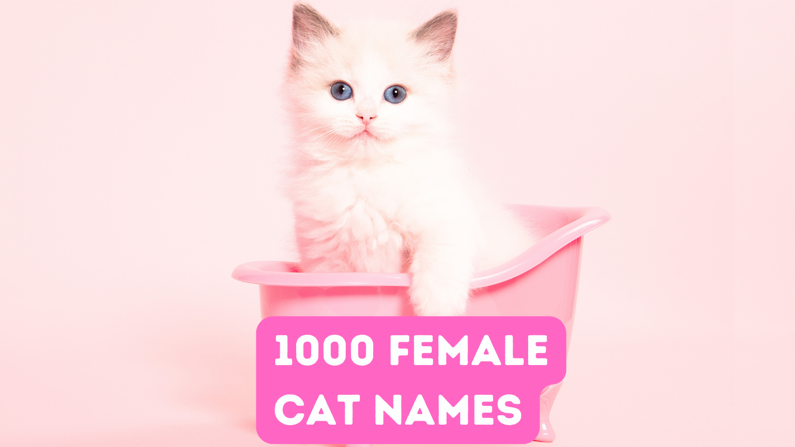 featured 1000 female cat names