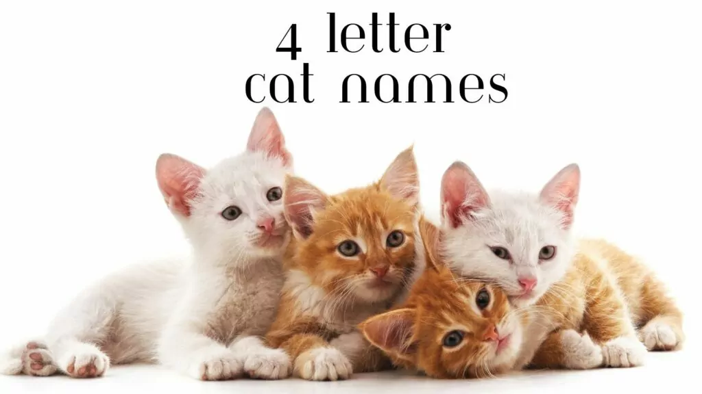 featured 4 letter cat names