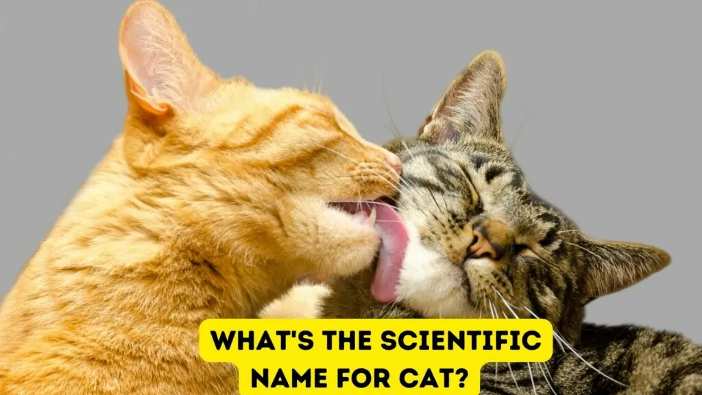 featured Whats the scientific name for cat