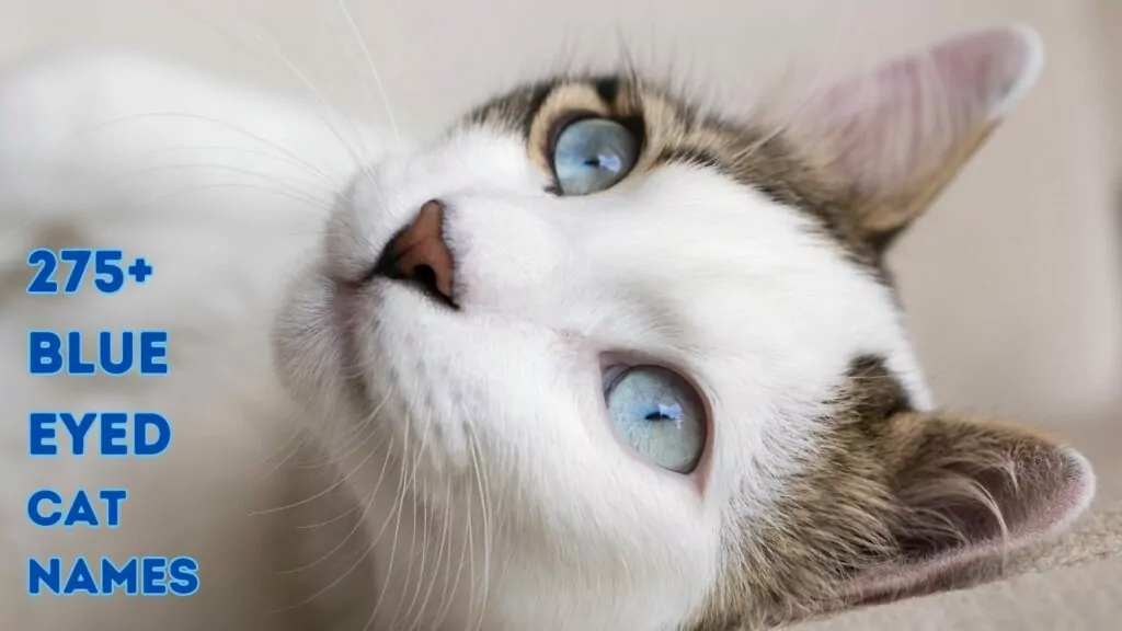 featured blue eyed cat names1