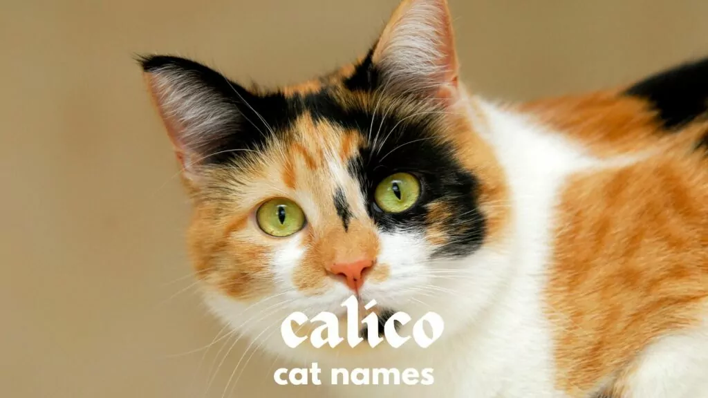 featured calico cat names