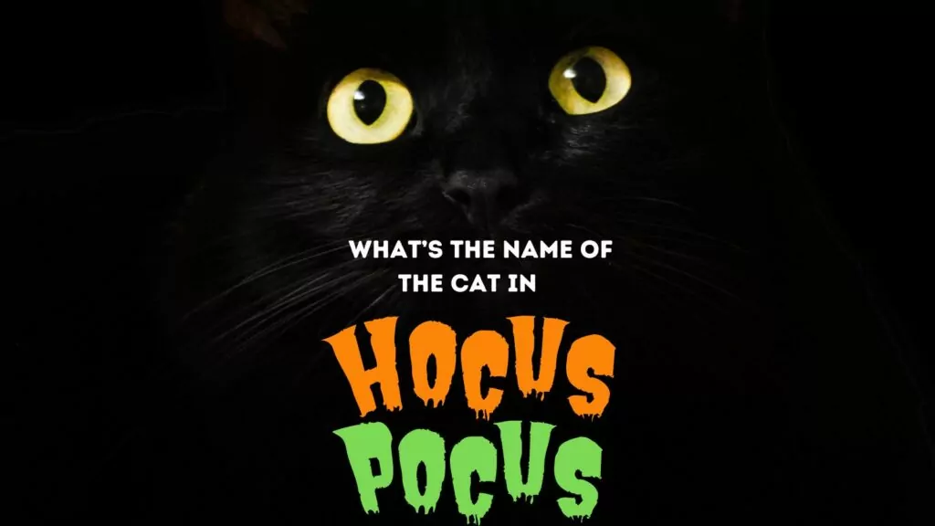 featured cat in hocus pocus