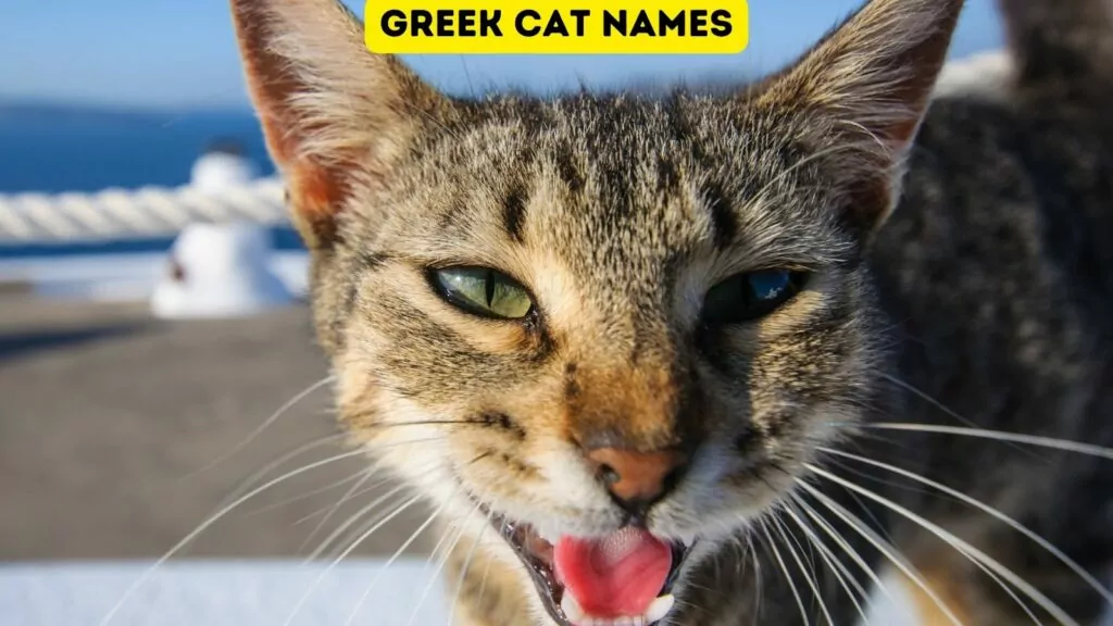 featured greek cat names