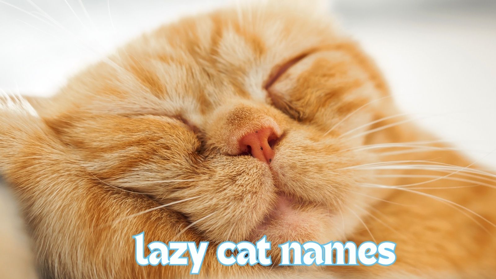featured lazy cat names
